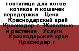 гостиница для котов,  котиков и кошечек, передержка › Цена ­ 250 - Краснодарский край, Краснодар г. Животные и растения » Услуги   . Краснодарский край,Краснодар г.